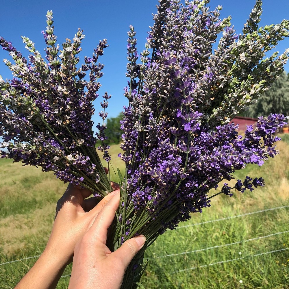 Meet your Posher, Cassie